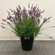  Artificial Potted Lavender 27"