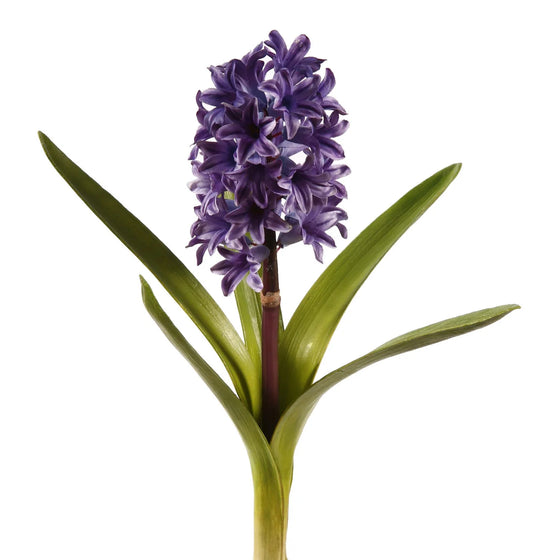 Hyacinth w/Leaves 12.5"