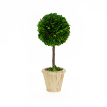  12" Single Ball Topiary