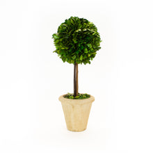  16" Single Ball Topiary