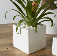  White Urban Square 4.75" Container