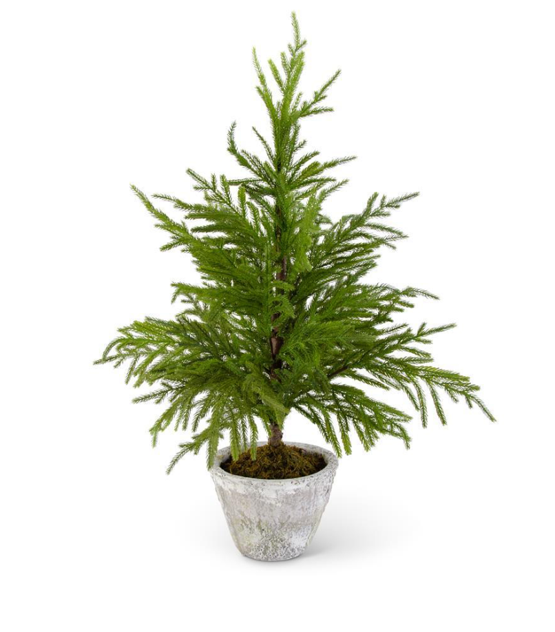 Potted Norfolk Pine Tree 34