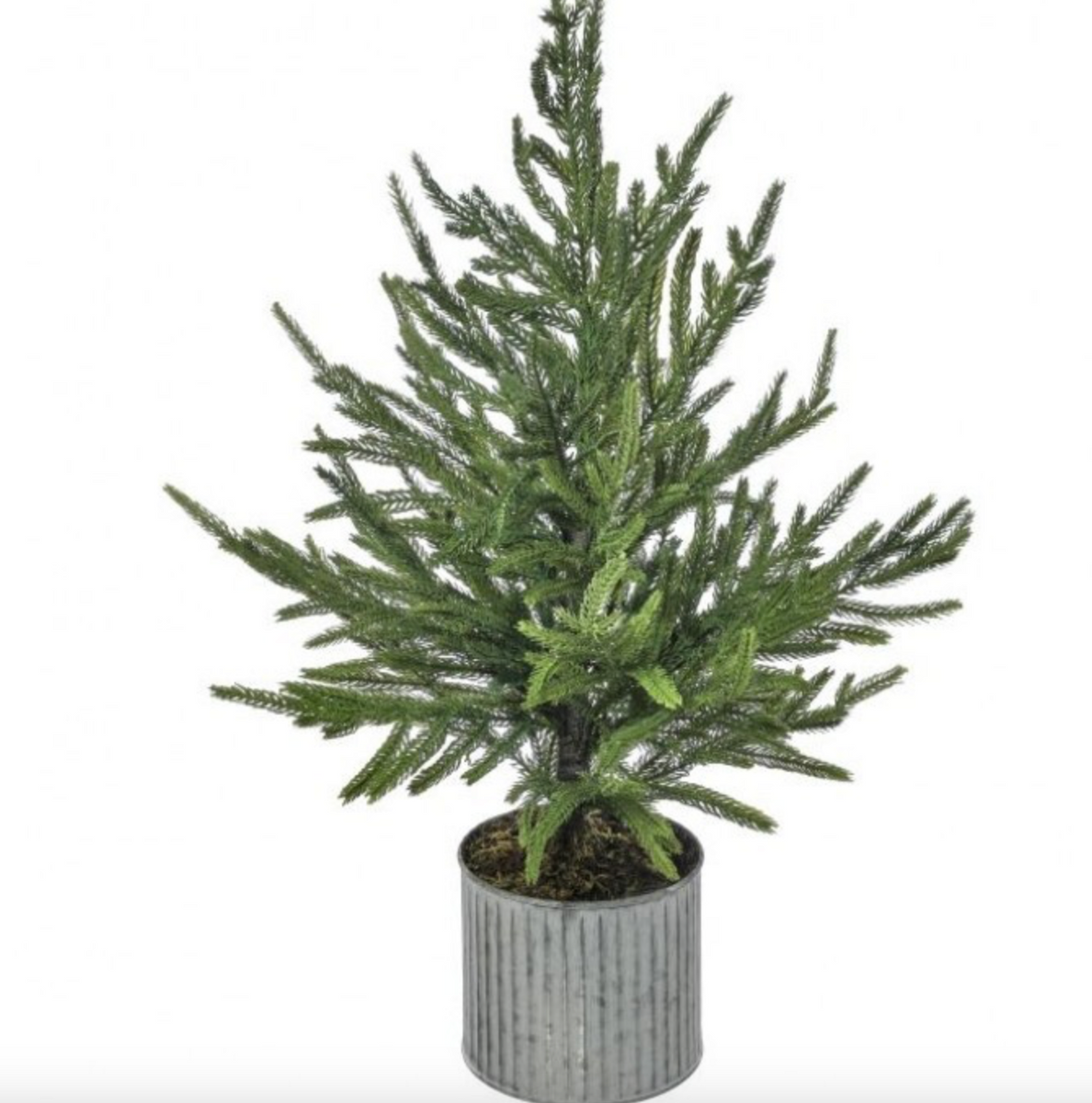 Potted Norfolk Pine Tree 36