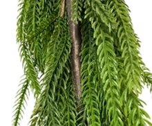  Real Touch Norfolk Pine Garland 108"