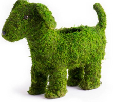  Moss Puppy Container